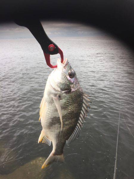 シーバスのはずが(T . T)