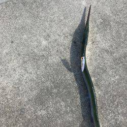 チヌポッパーIN宮川