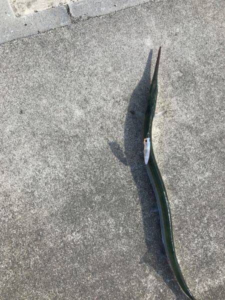 チヌポッパーIN宮川