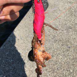 タコ釣れました