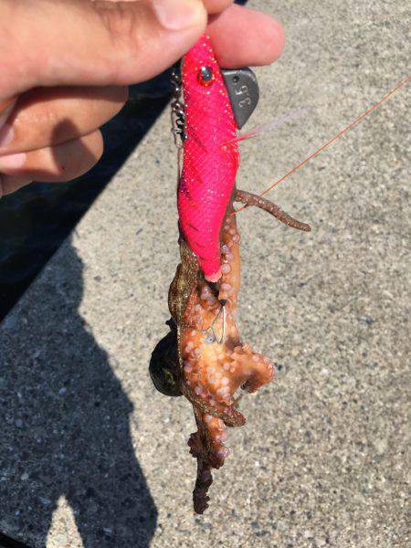 タコ釣れました