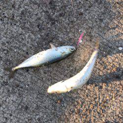 ジグサビキでアジ！