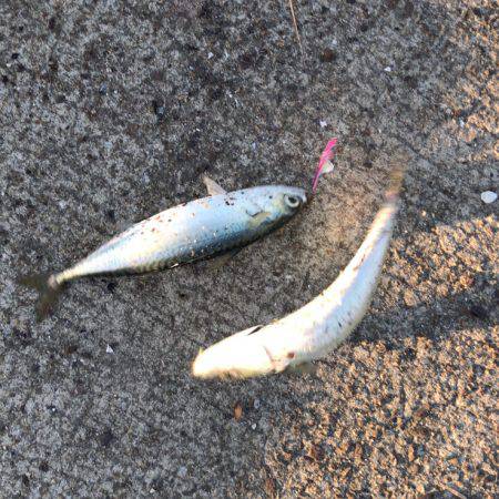 ジグサビキでアジ！