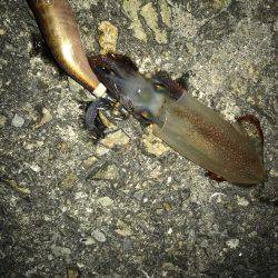 平日ライトエギング