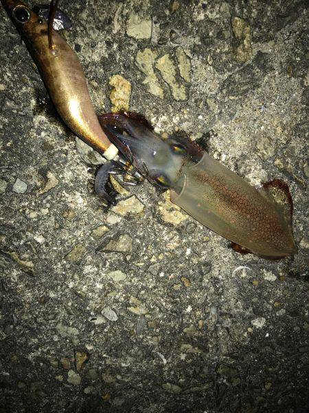 平日ライトエギング