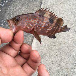 まづめのアコウ