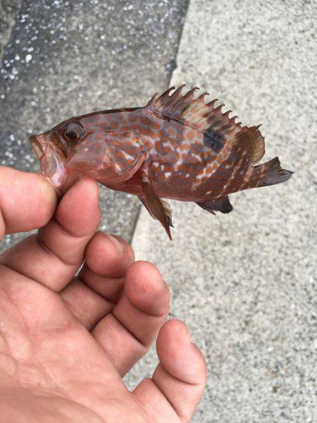 まづめのアコウ