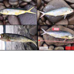 初ライトショアジギング