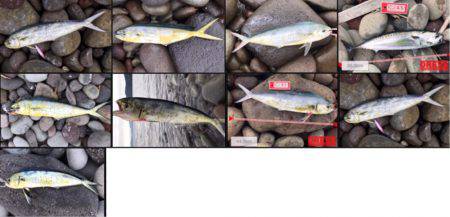 初ライトショアジギング