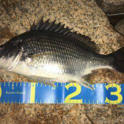 淀川ブリゲー ランカーシーバス