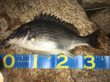 淀川ブリゲー ランカーシーバス