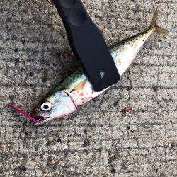 ジグサビキでアジ・サバ!