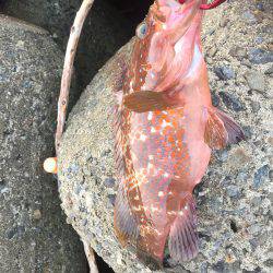 シーバスはどこに？