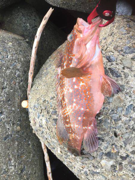 シーバスはどこに？