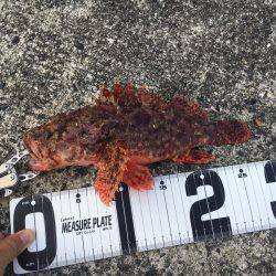 初シイラゲーム！&カマッシング