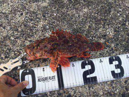 初シイラゲーム！&カマッシング