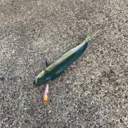 シイラトップゲーム