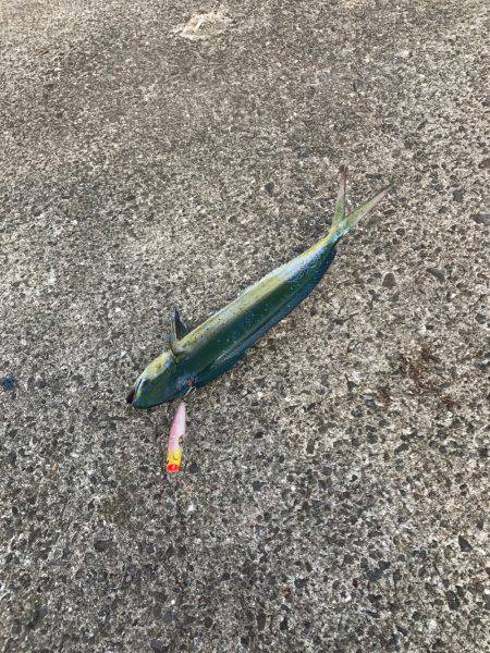 シイラトップゲーム