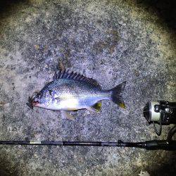 南港でチニング&うなぎ