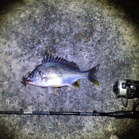 南港でチニング&うなぎ