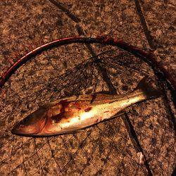 足元からアタック！