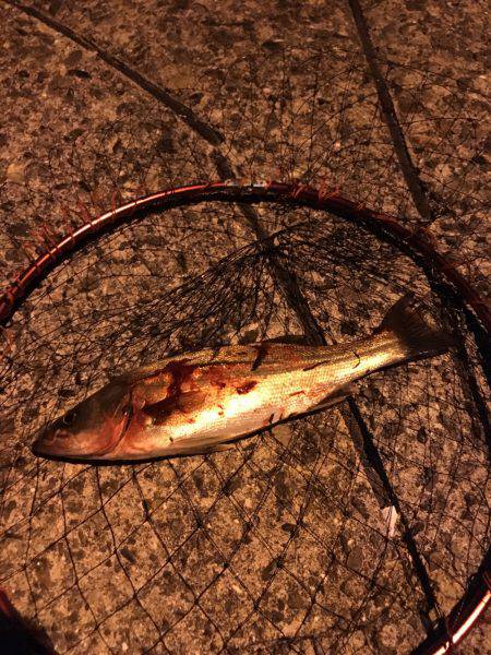 足元からアタック！