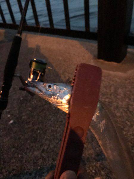 やっぱりタチウオは楽しい