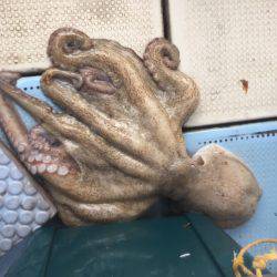 明石タコ大量ゲット！