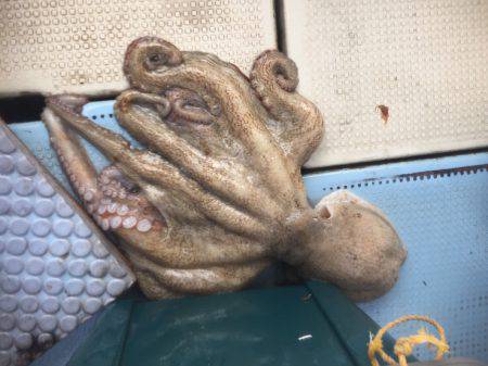 明石タコ大量ゲット！