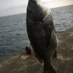 シーバスがいない(T . T)