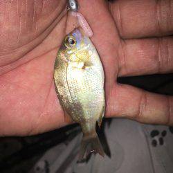 フィッシングポイント✖️34 第２回豆アジングカップin福井