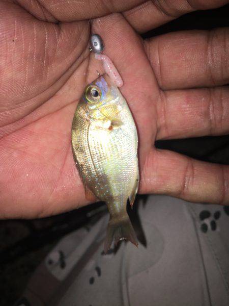 フィッシングポイント✖️34 第２回豆アジングカップin福井