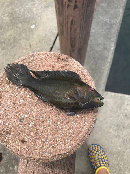 アジを求めてランガン