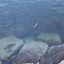 チヌポッパー宮川