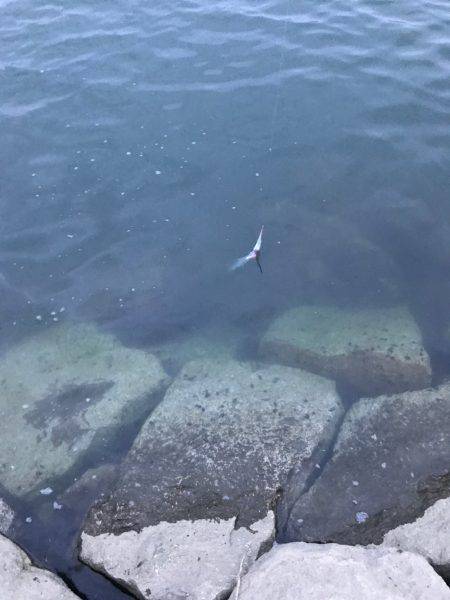 チヌポッパー宮川