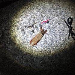 ケンサキ狙いのはずが…