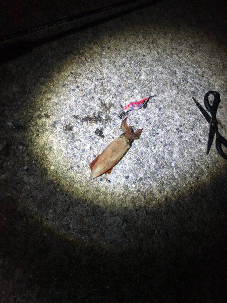 ケンサキ狙いのはずが…