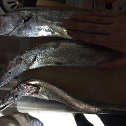 タチウオ釣れてますよーー