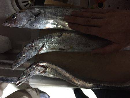 タチウオ釣れてますよーー