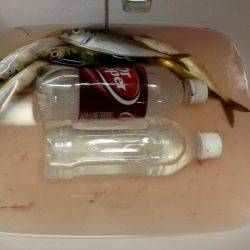 ちょっと生存確認するだけ