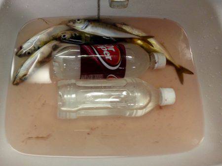 ちょっと生存確認するだけ