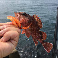 ライトロック、デイゲーム