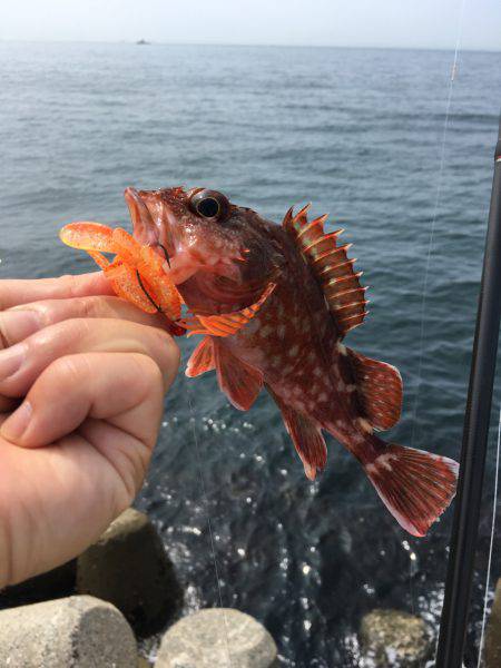 ライトロック、デイゲーム