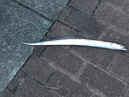 神戸 ポートアイランド タチウオ