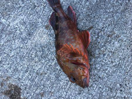 ライトワインド