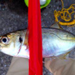 久しぶりのホーム