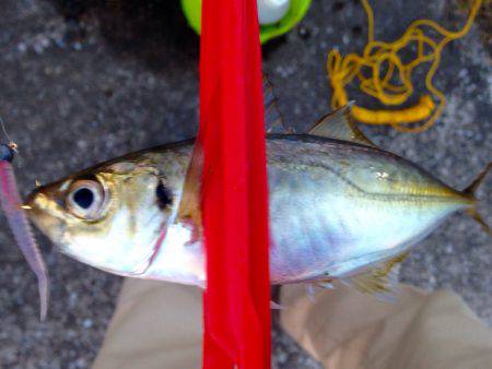 久しぶりのホーム