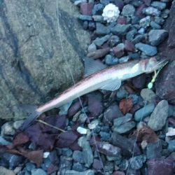 ガルプ！ジグサビキ！