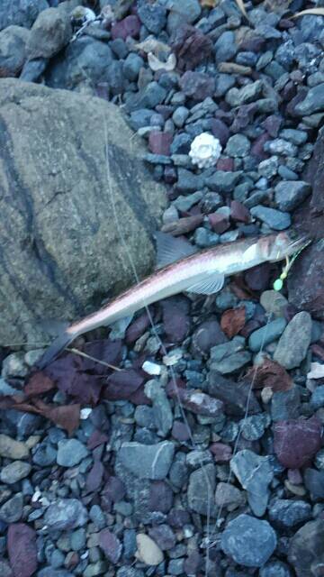 ガルプ！ジグサビキ！