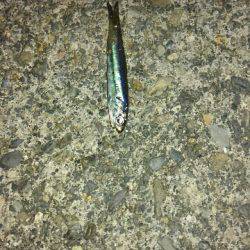 アジ！イワシ！